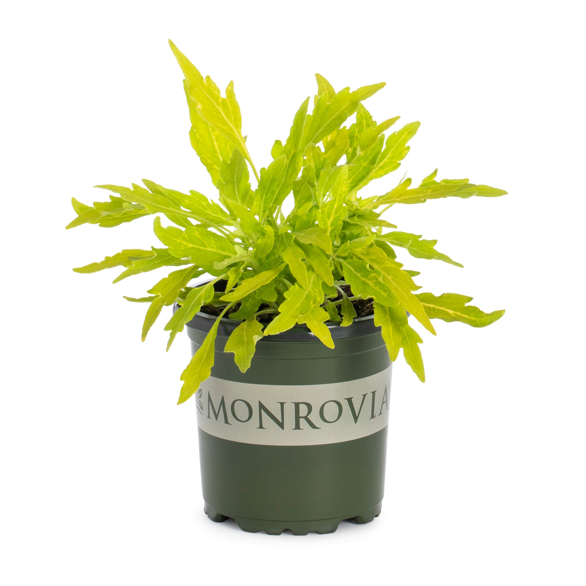 Monrovia 213756 annuals - View #9