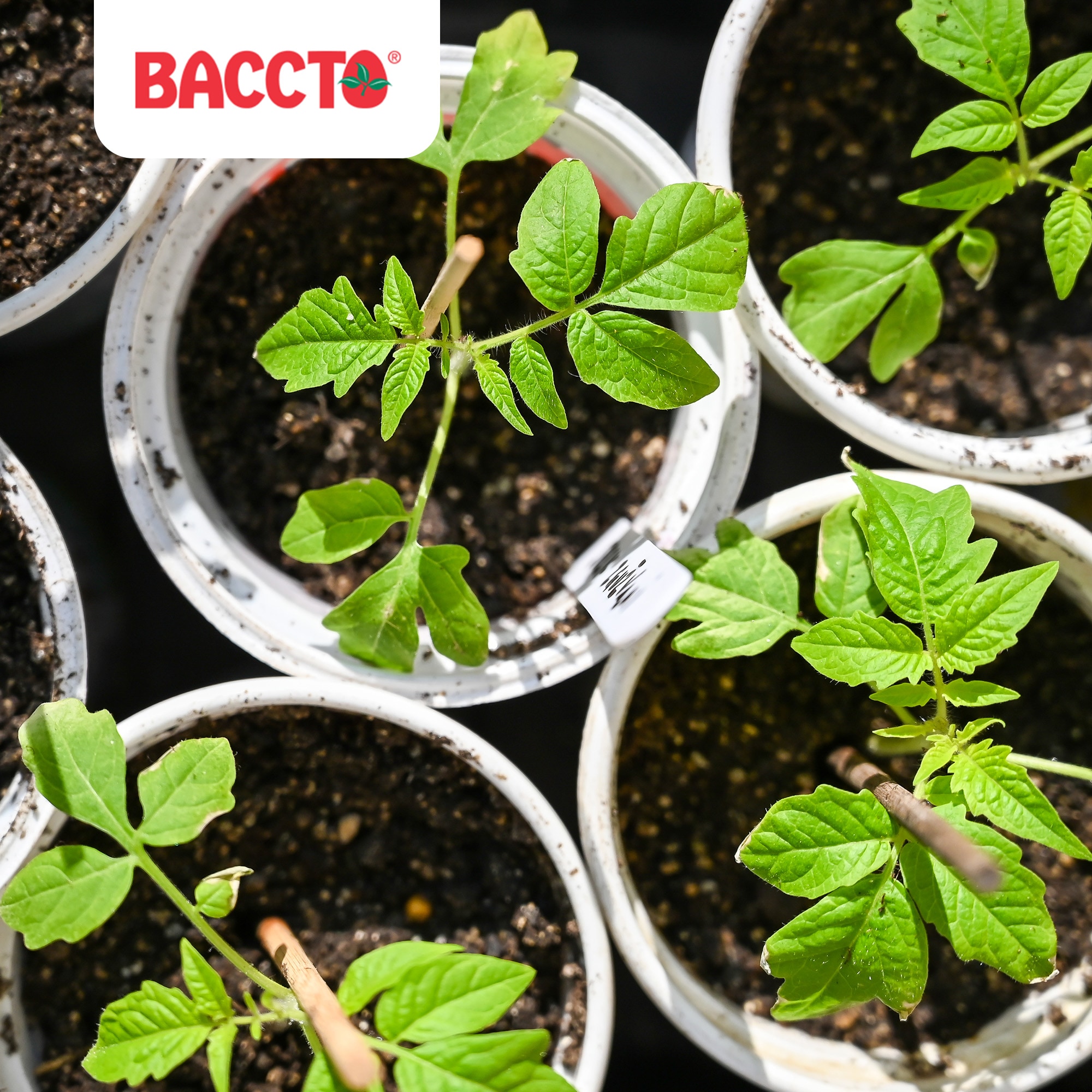 Michigan Peat 279861 Garden-Soil-Soil-Amendments - View #4