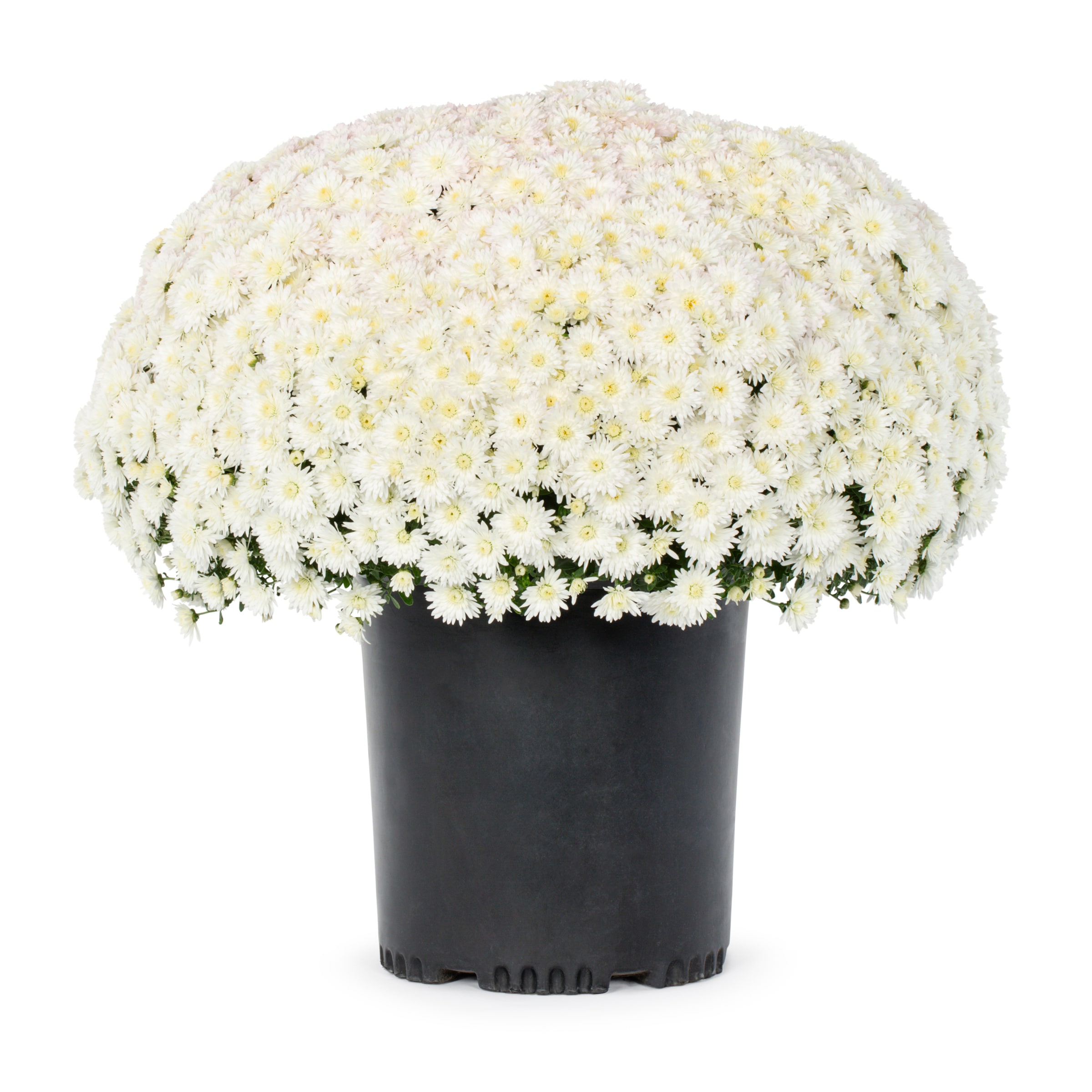 Lowe's NURSERY Red Mum in 1.5 Gallon(s) Pot 1 -Pack