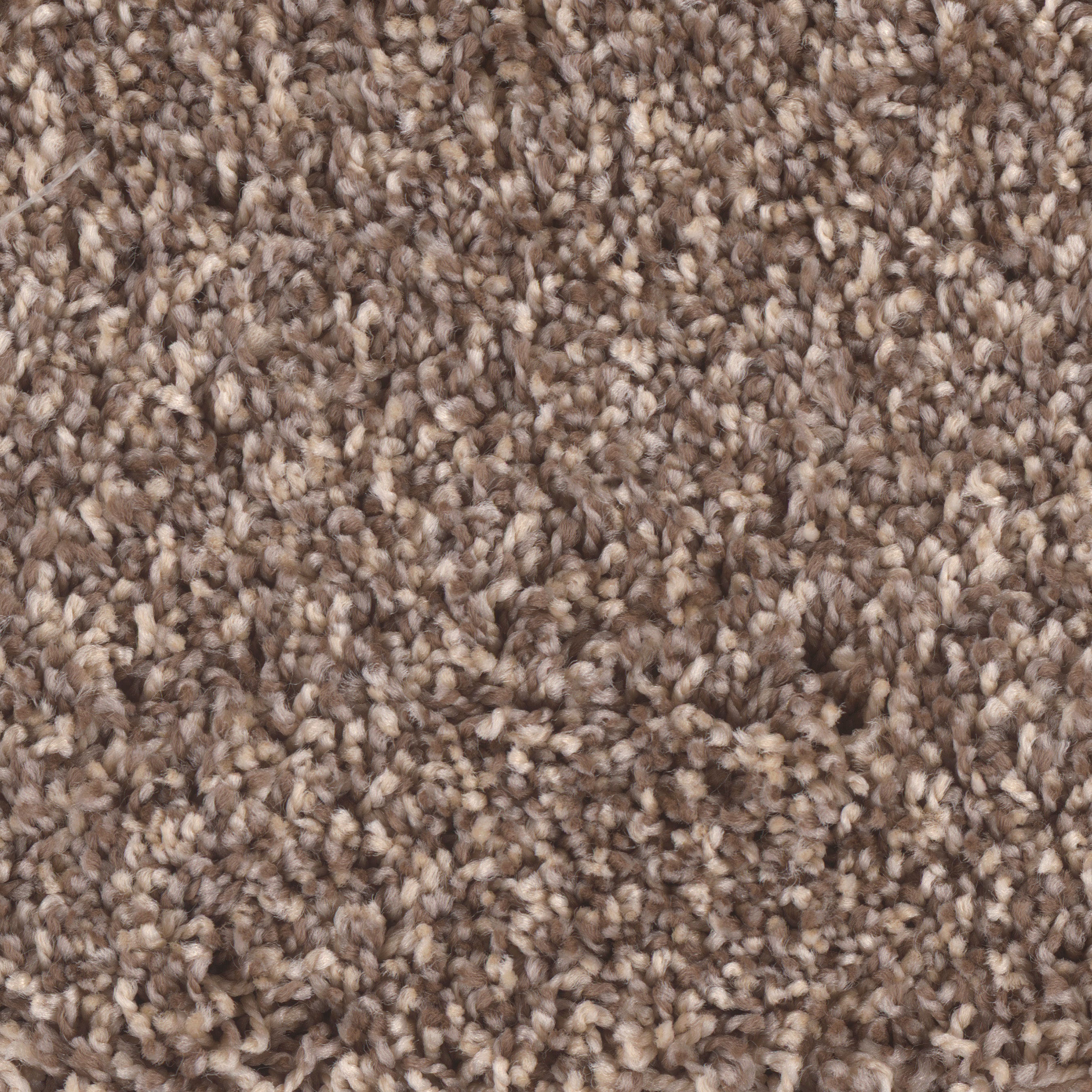 STAINMASTER Concerto Chart Brown 64oz sq yard Polyester Textured