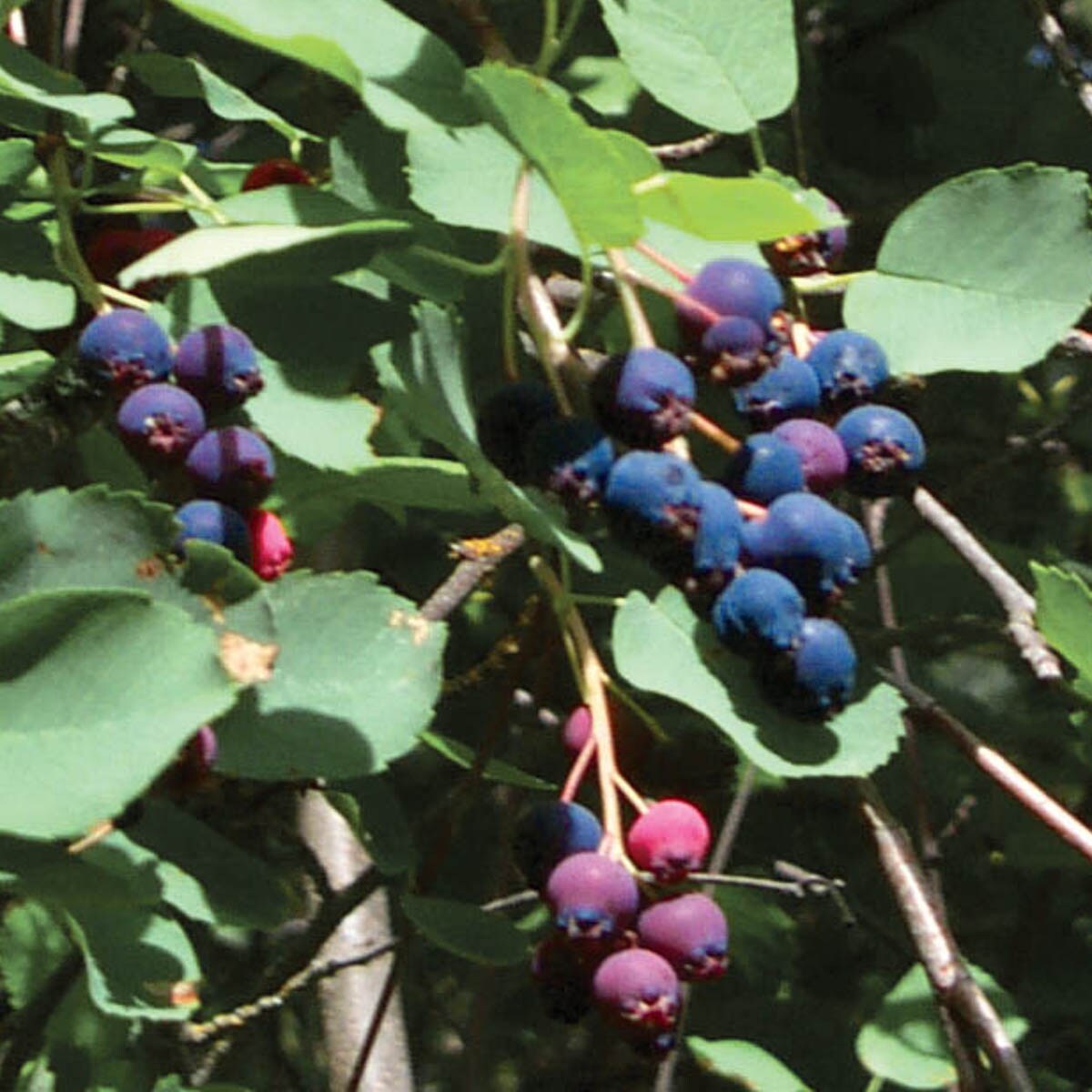 Gurney's Seed and Nursery 20-ft Blueberry Bare Root Plant in the Fruit  Plants department at