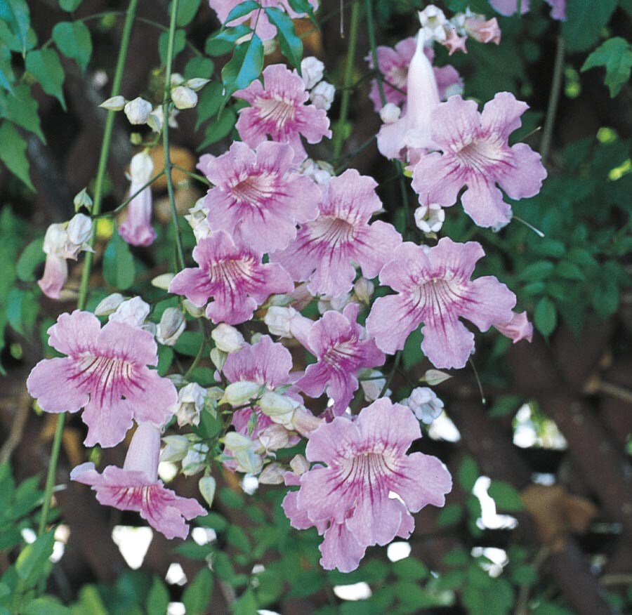 Monrovia Lavender Trumpet Vine (Clytostoma callistegioides) - Fast ...