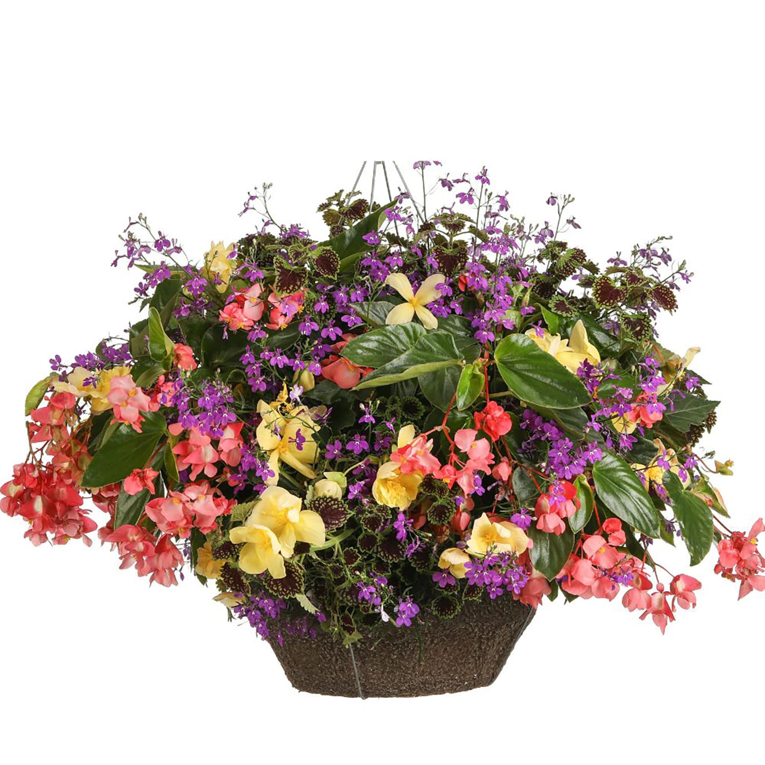 Proven Winners BETDRA1017504 annuals - View #4