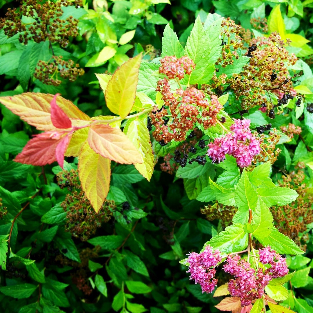  O854103 shrubs - View #2