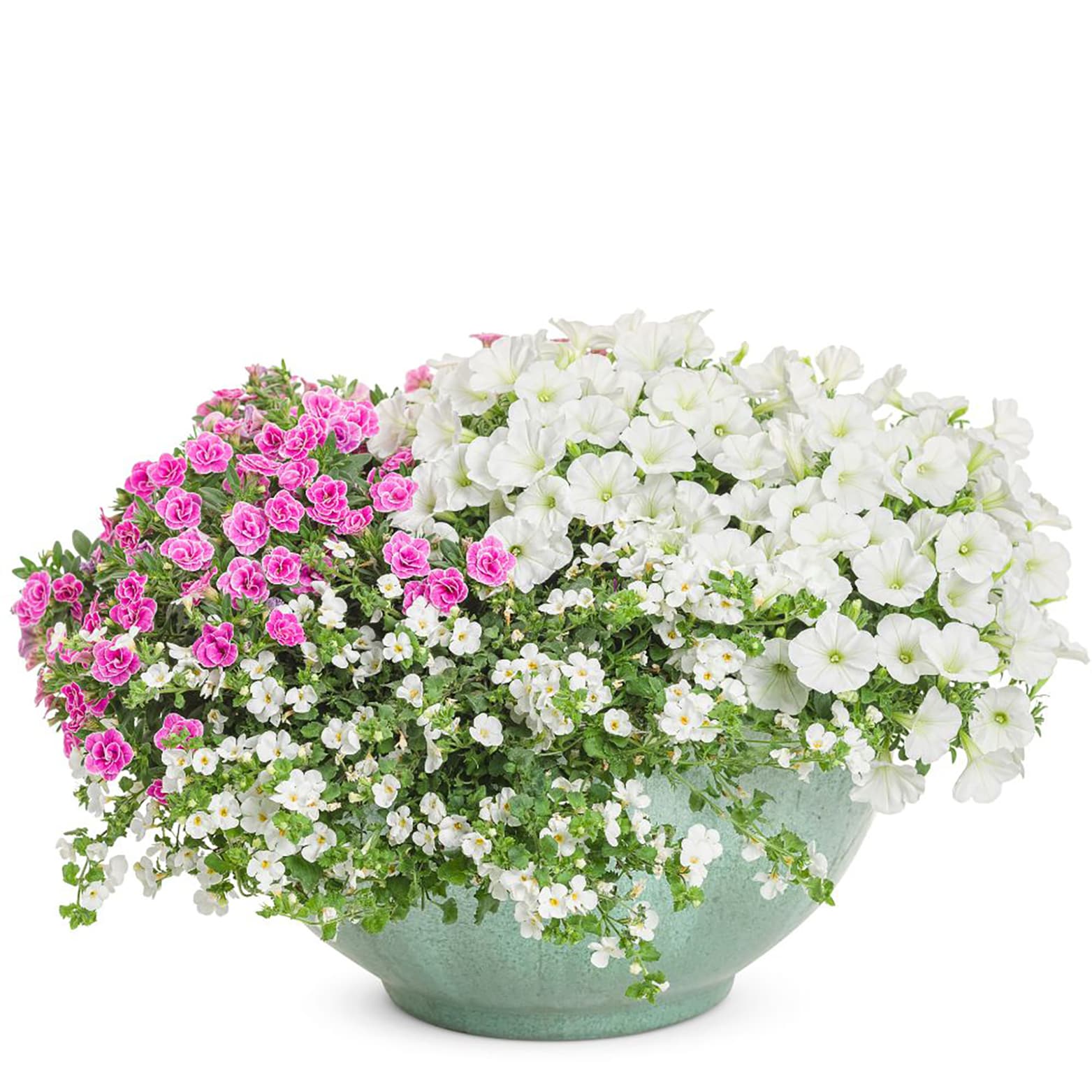 Proven Winners BACPRW1047504 annuals - View #8