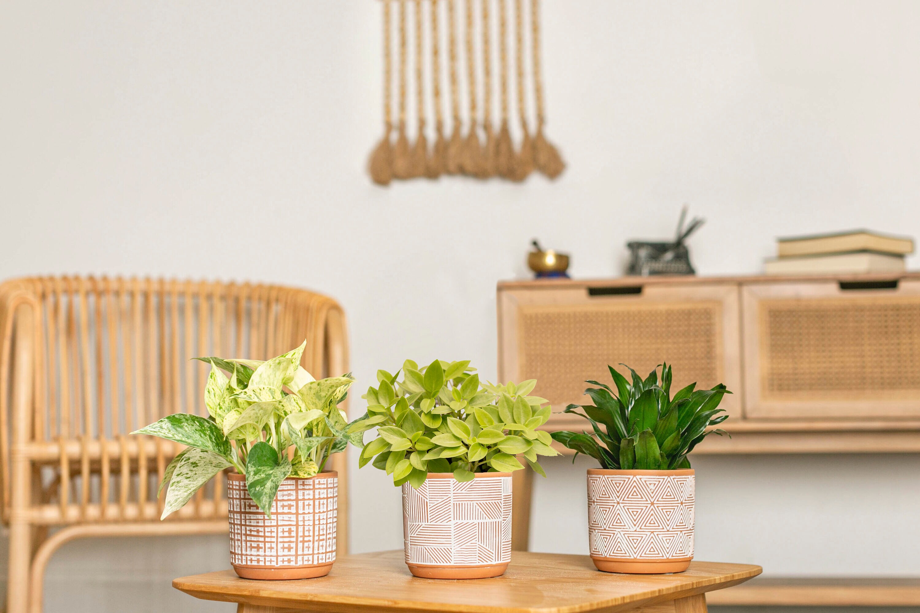 LiveTrends ASB04118 Petite Lino House plant in 12 Ounce(s) Pot 1 -Pack