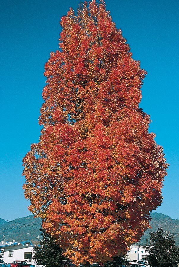 Lowe's NURSERY 9.55-Gallon Red Shade Armstrong Red Maple In Pot (With Soil)
