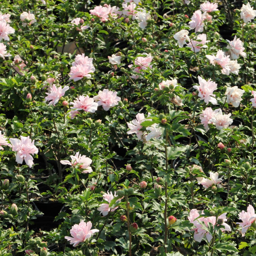 National Plant Network LW1671 shrubs - View #2