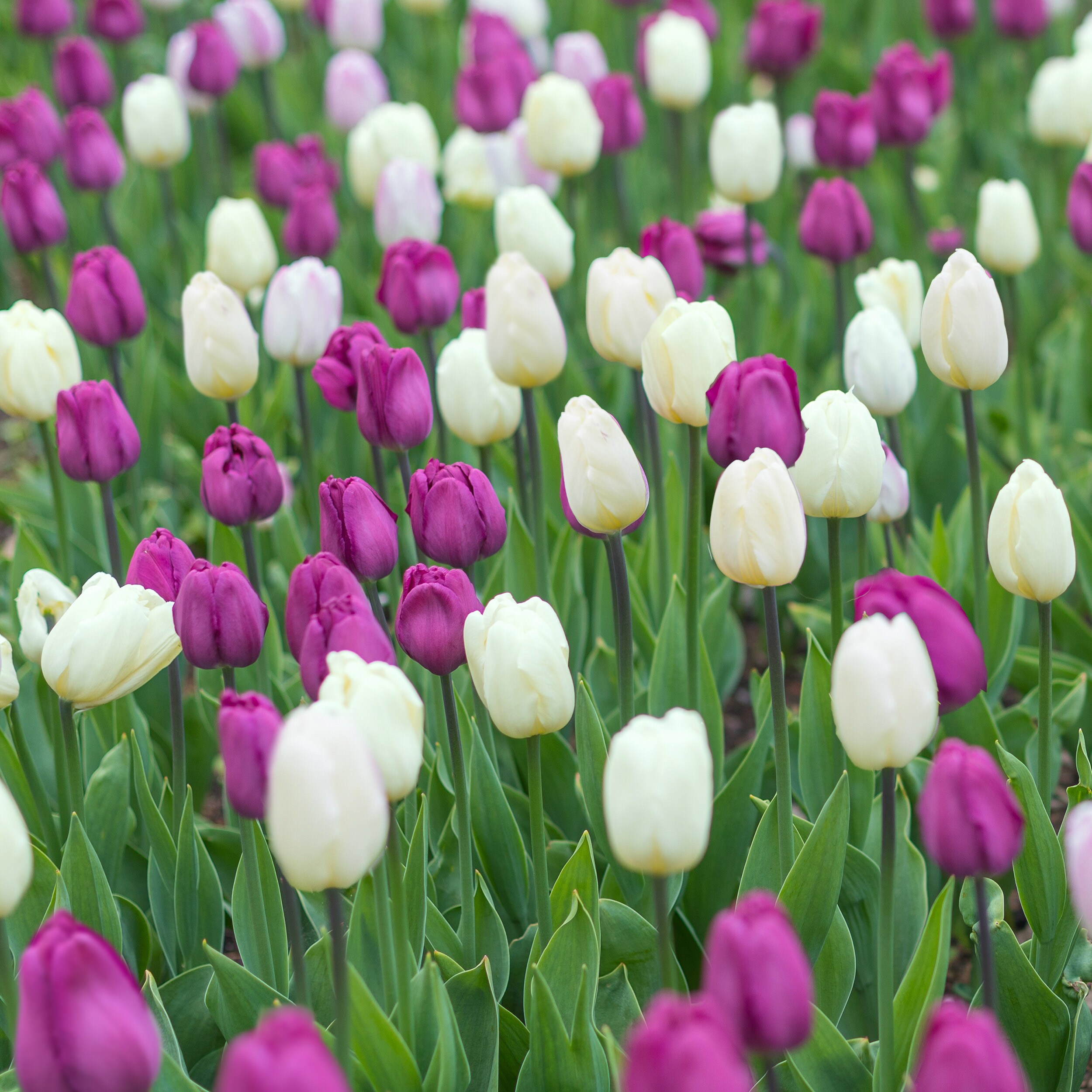 Miracle-Gro Multicolor Purple and White Mix Triumph Tulip Bulbs 25 ...