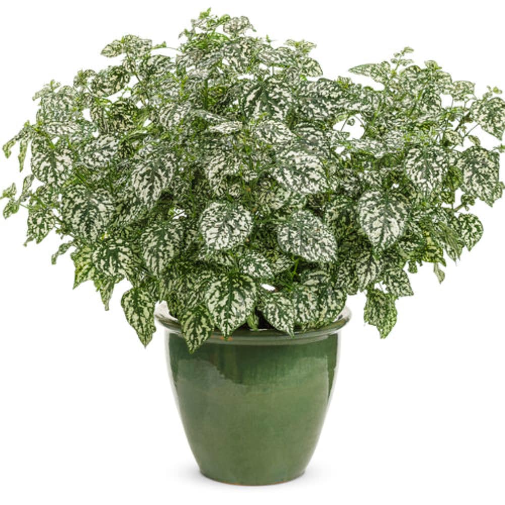 Lowe's NURSERY annuals - View #3