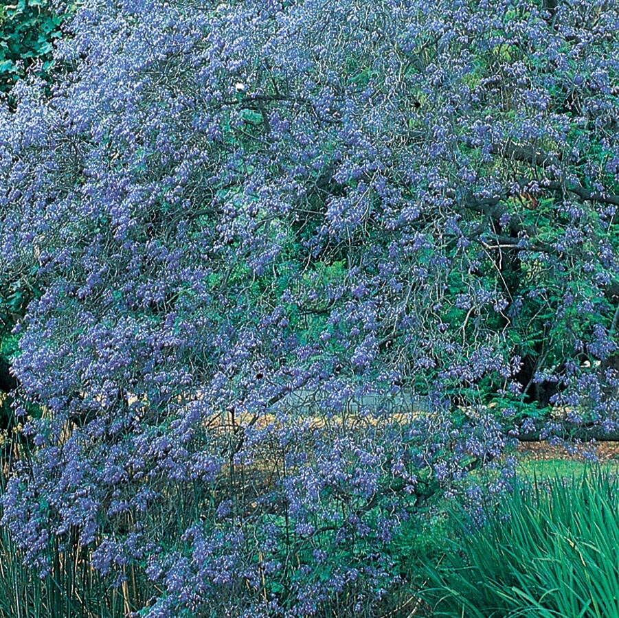 Village Nurseries NURSERY 28.5-Gallon Purple Feature Tree Jacaranda Tree In Pot (With Soil)