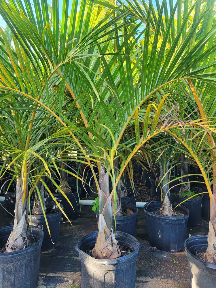 Lowe's 1296218 trees - View #2