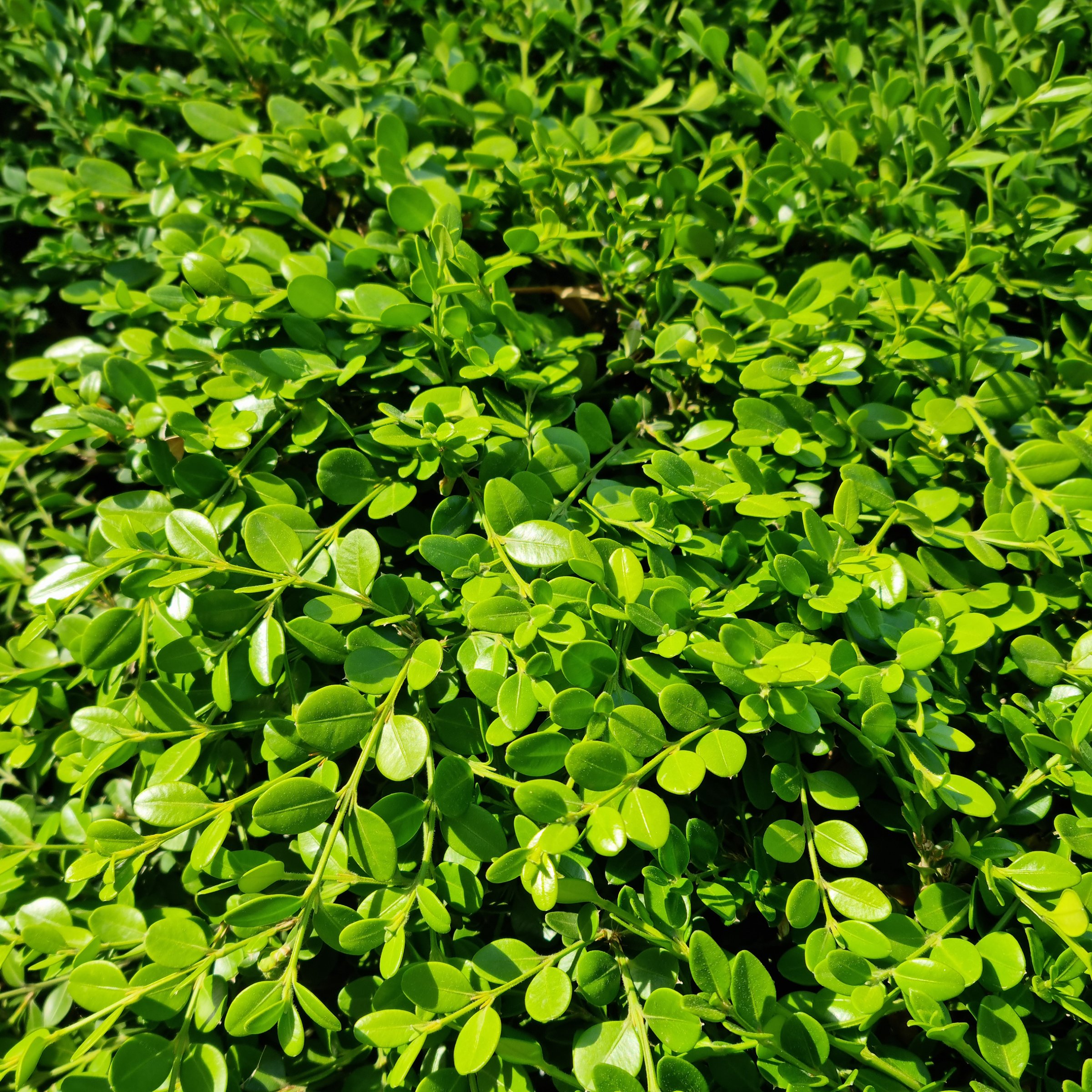 National Plant Network LW2755 shrubs - View #5
