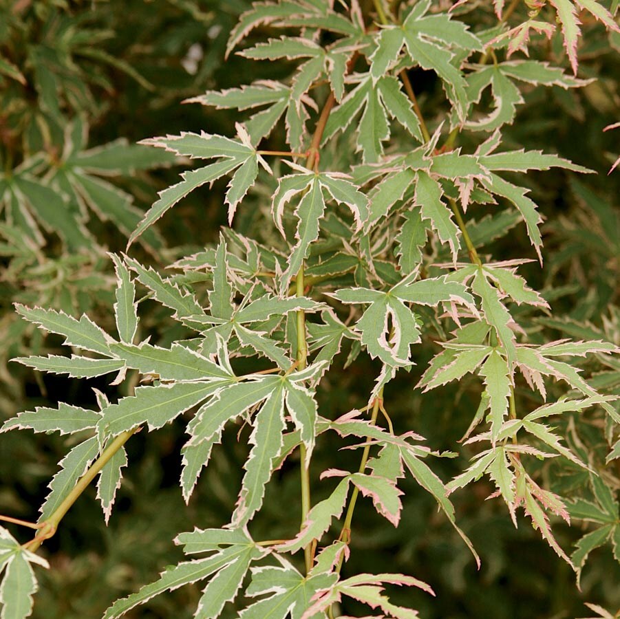  NURSERY 12.07-Gallon Red Feature Tree Butterfly Japanese Maple In Pot (With Soil)