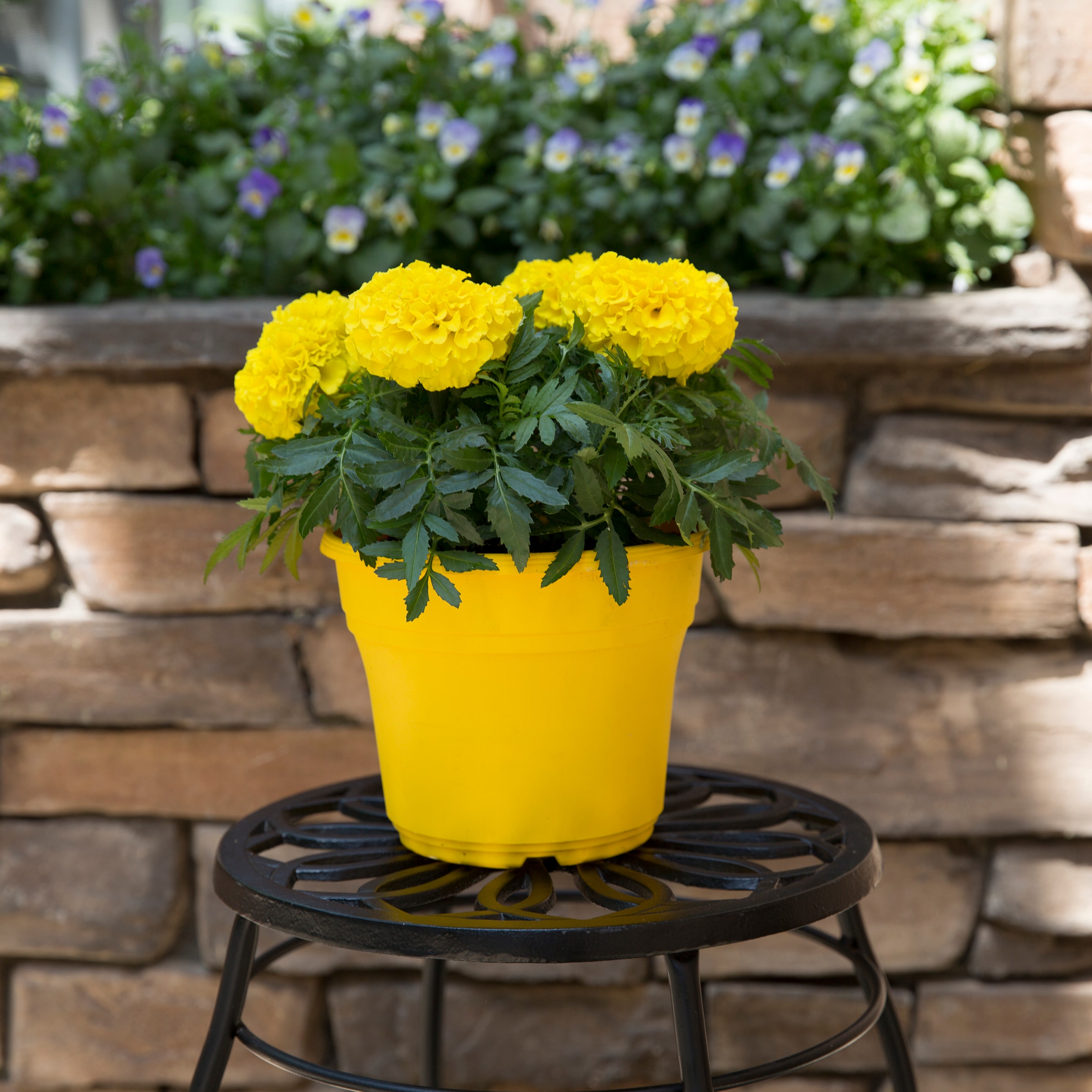 Lowe's NURSERY annuals - View #9