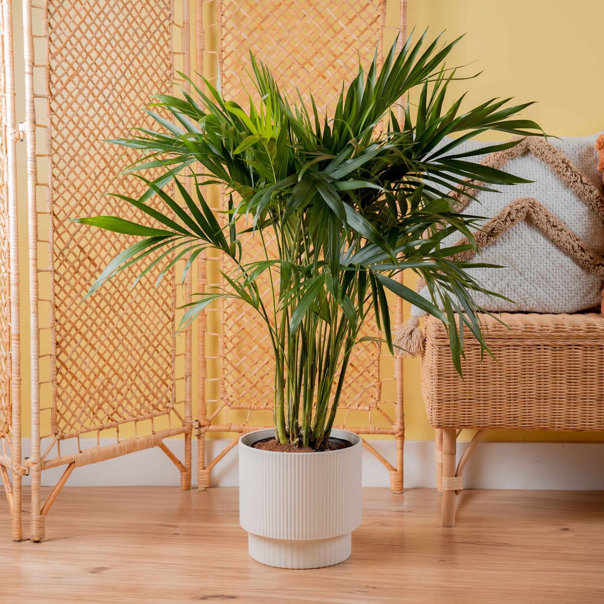 Costa Farms L-CAT-P-GMC-01-LW hseplants - View #6