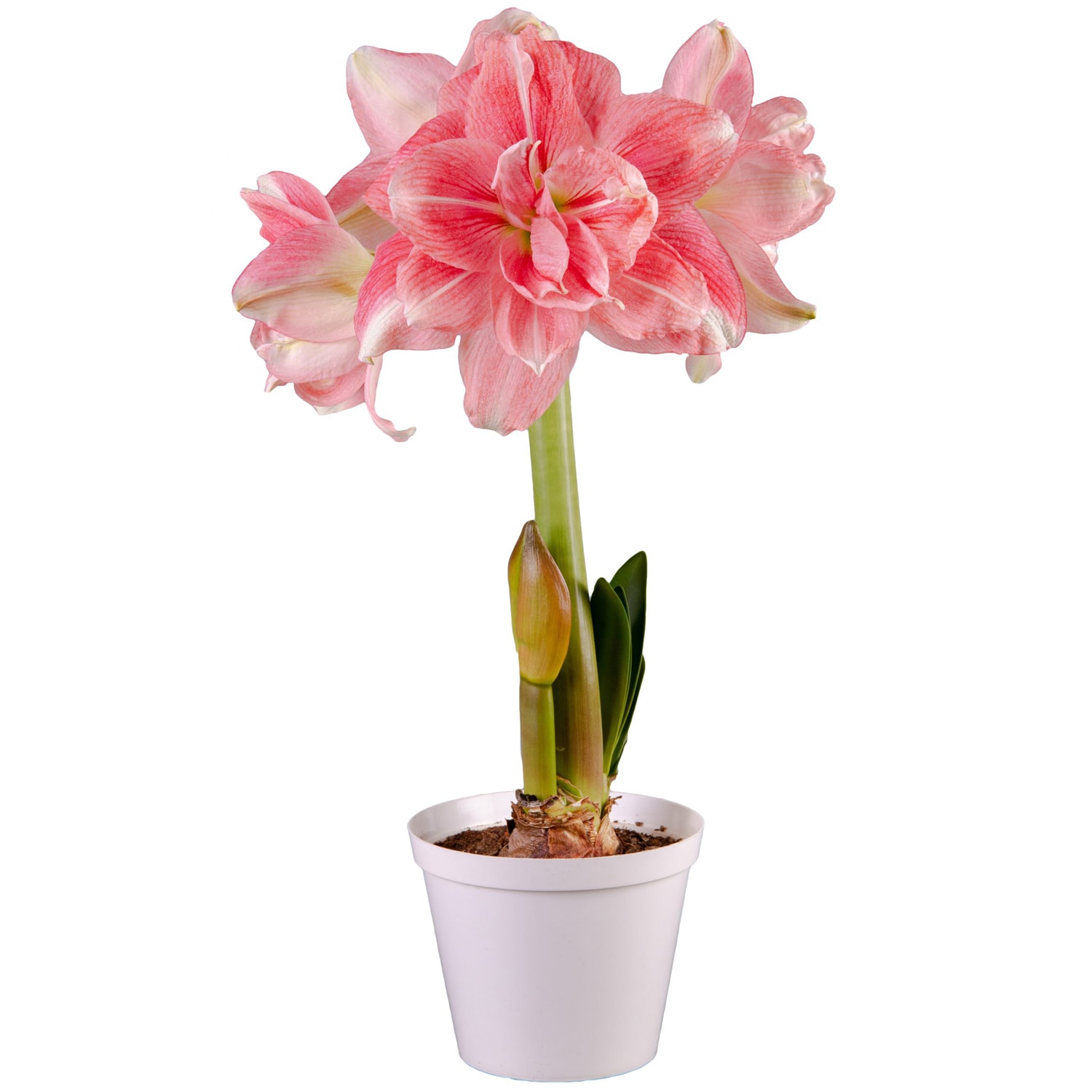 Van Zyverden 88414 Red Premium Fast Track Amaryllis Double Time Bulbs 1 Count