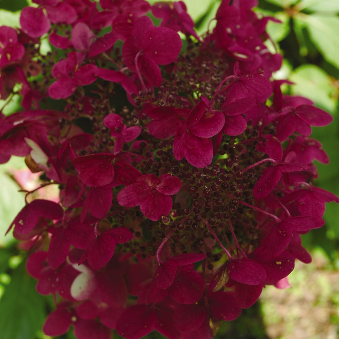 Image of Fire and ice hydrangea in a hanging basket