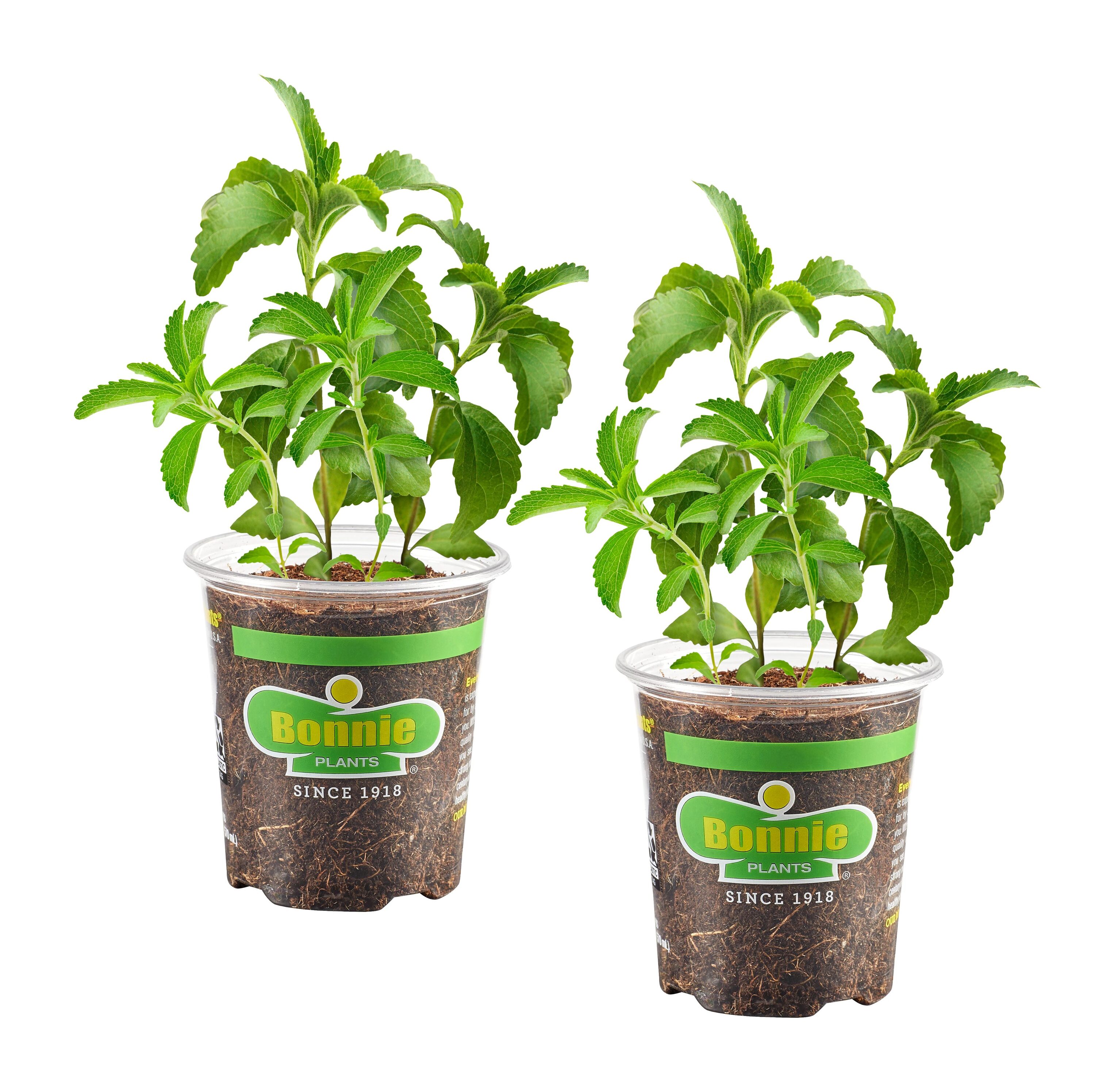 Bonnie Plants 2-Pack Stevia in 2-Pack Pot in the Herb Plants department ...