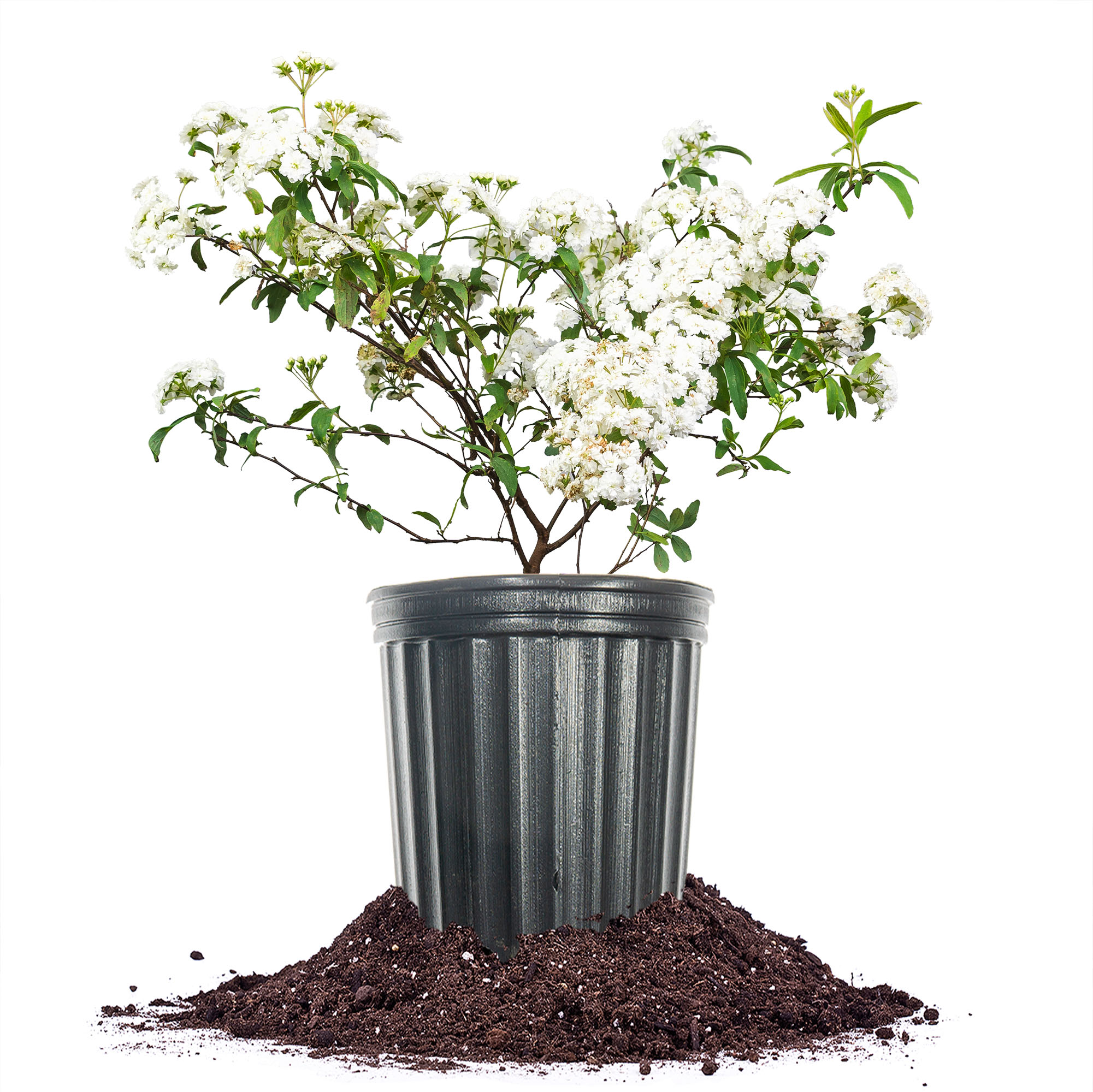 Perfect Plants White Bridal Wreath Spirea Flowering Shrub in 1-Gallon ...