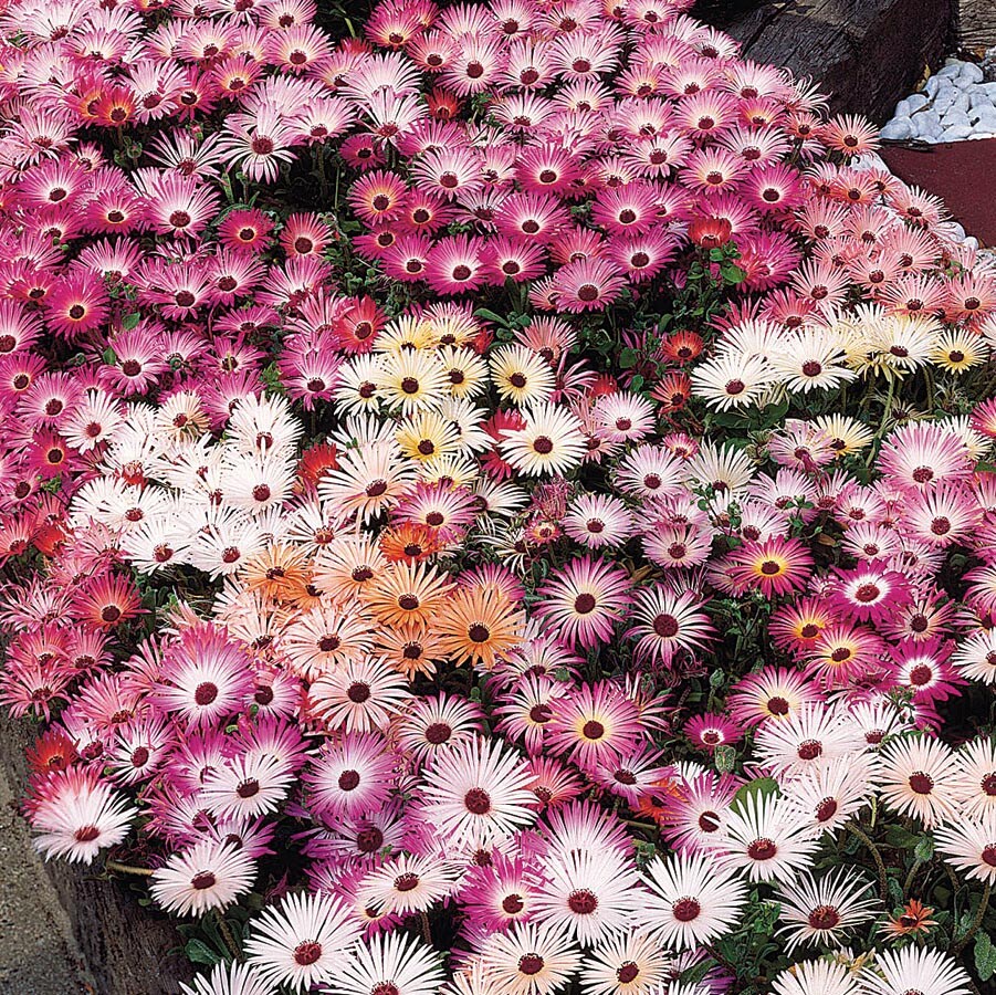 Monrovia Multicolor Flower in 1-Gallon Pot in the Perennials department at