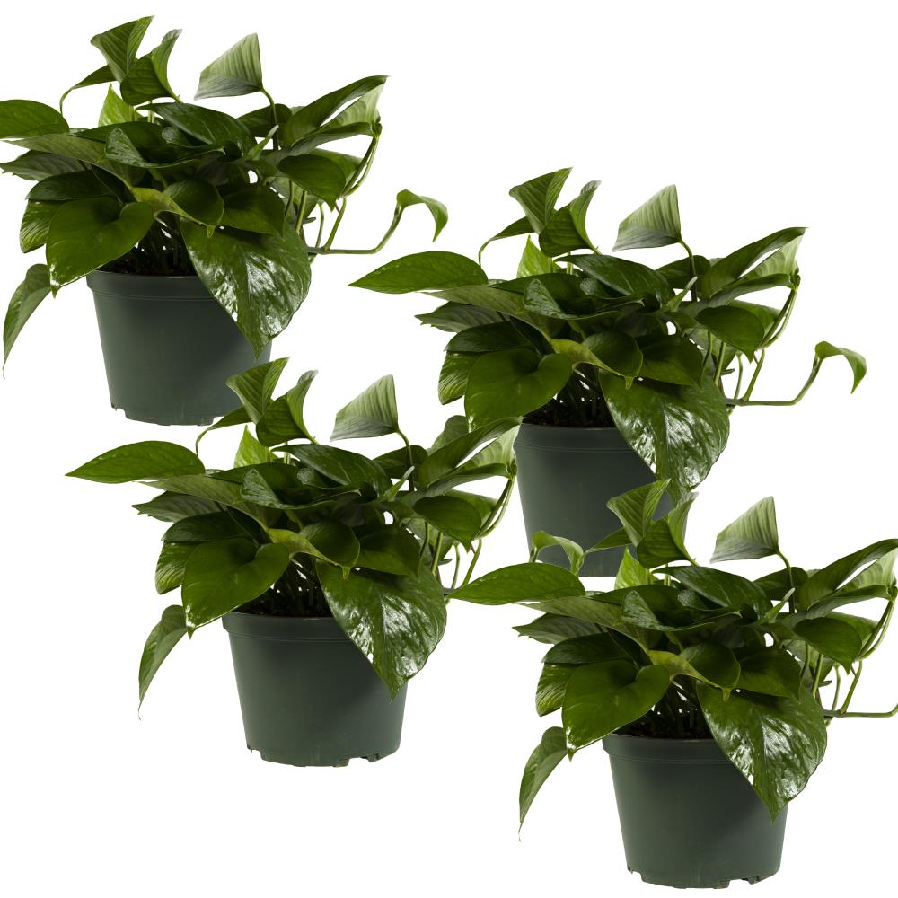 TropicalPlants.com ANCPOJADE4PKP06 6-in 4-Pack Green Jade Pothos in Plastic Pot