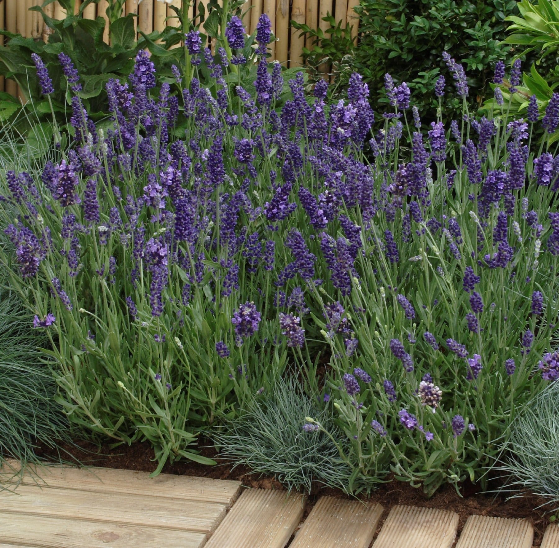 National Plant Network LW1577 perennials - View #2