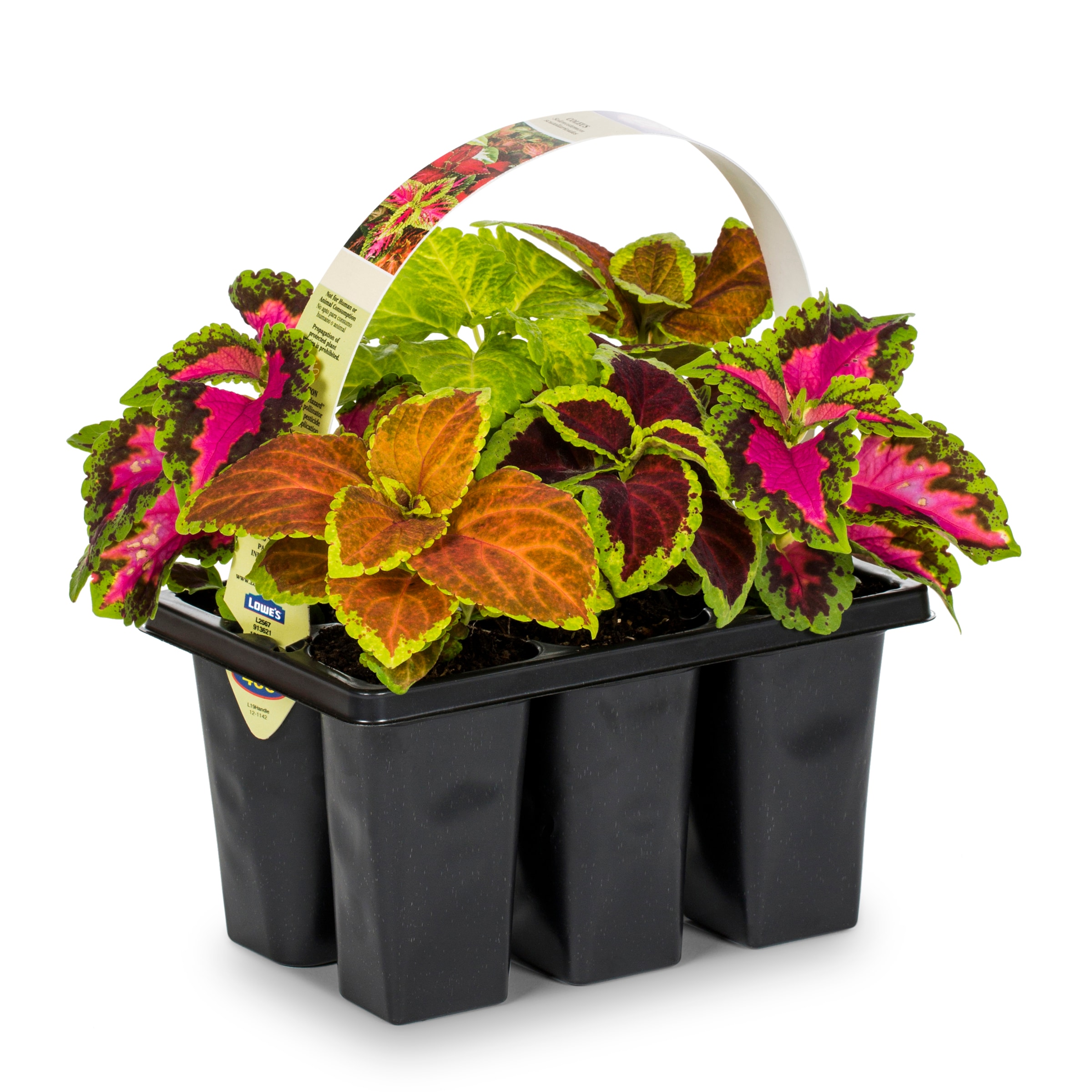 Lowe's Coleus in 6-Pack Tray in the department at Lowes.com