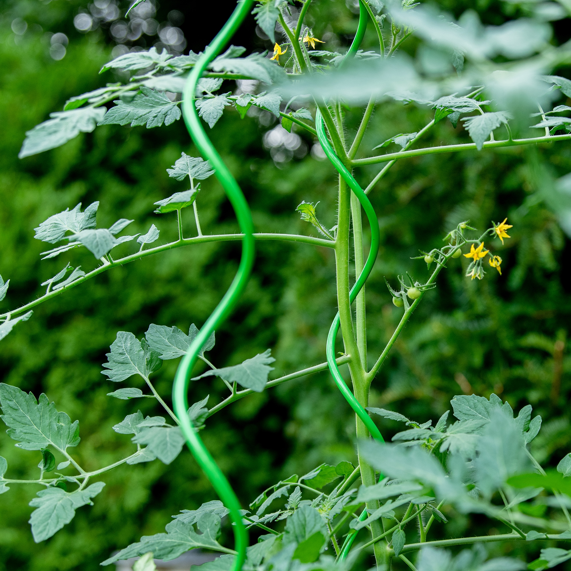 Gardener's Blue Ribbon 901267GR6 Tomato-Cages - View #3