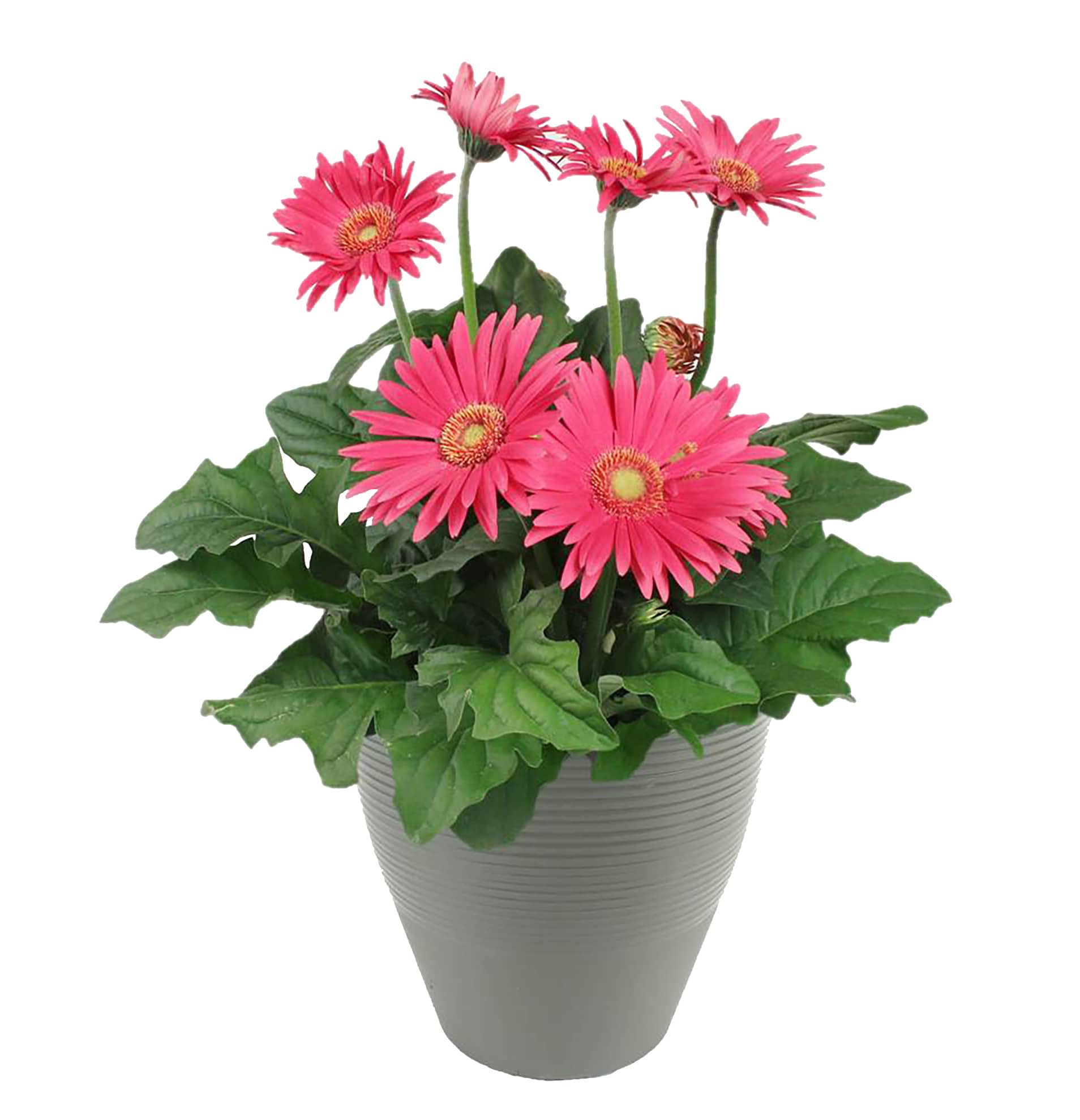 Lowe's NURSERY Multicolor Mixed Annuals Combinations in 1-Gallon Planter