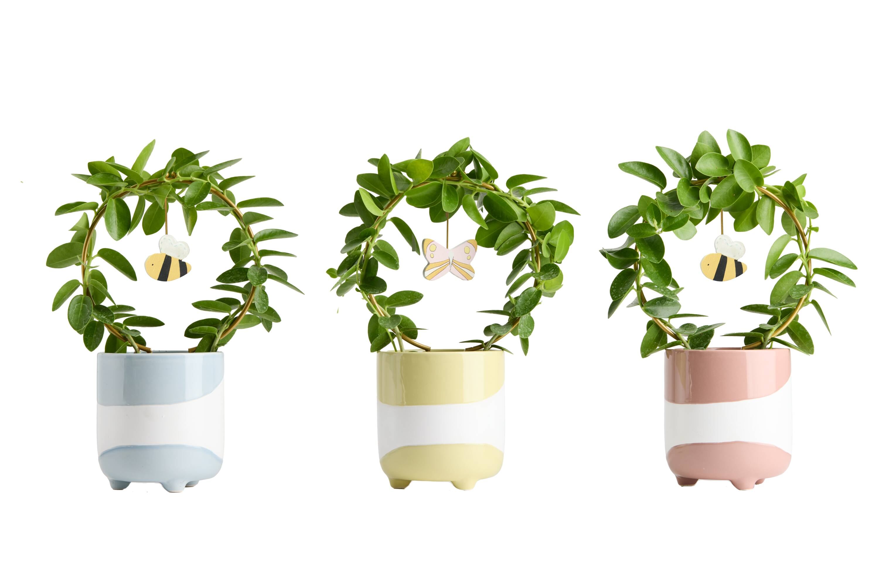 LiveTrends ASB08988 Sprawling Hills - Assorted Trellis Foliage House plant in 12.00 Ounce(s) Pot 1 -Pack