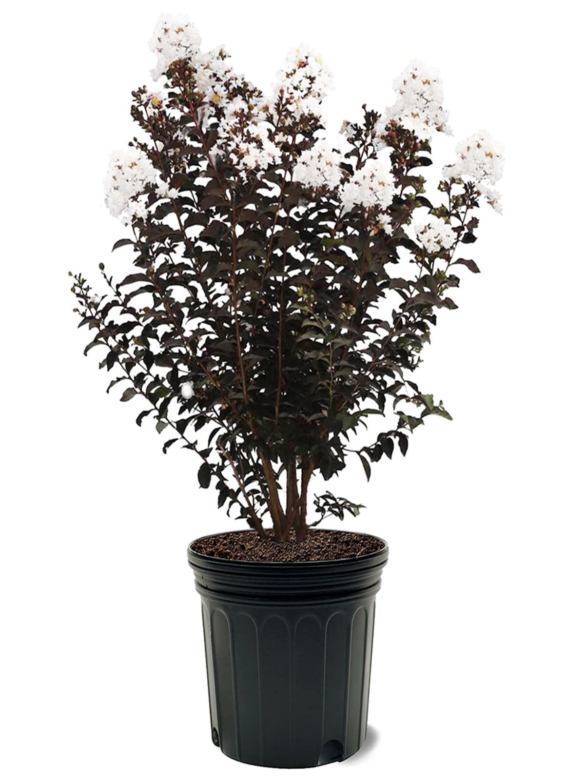 Black Diamond 7-Gallons White Flowering Crystalline Crape Myrtle In Pot ...