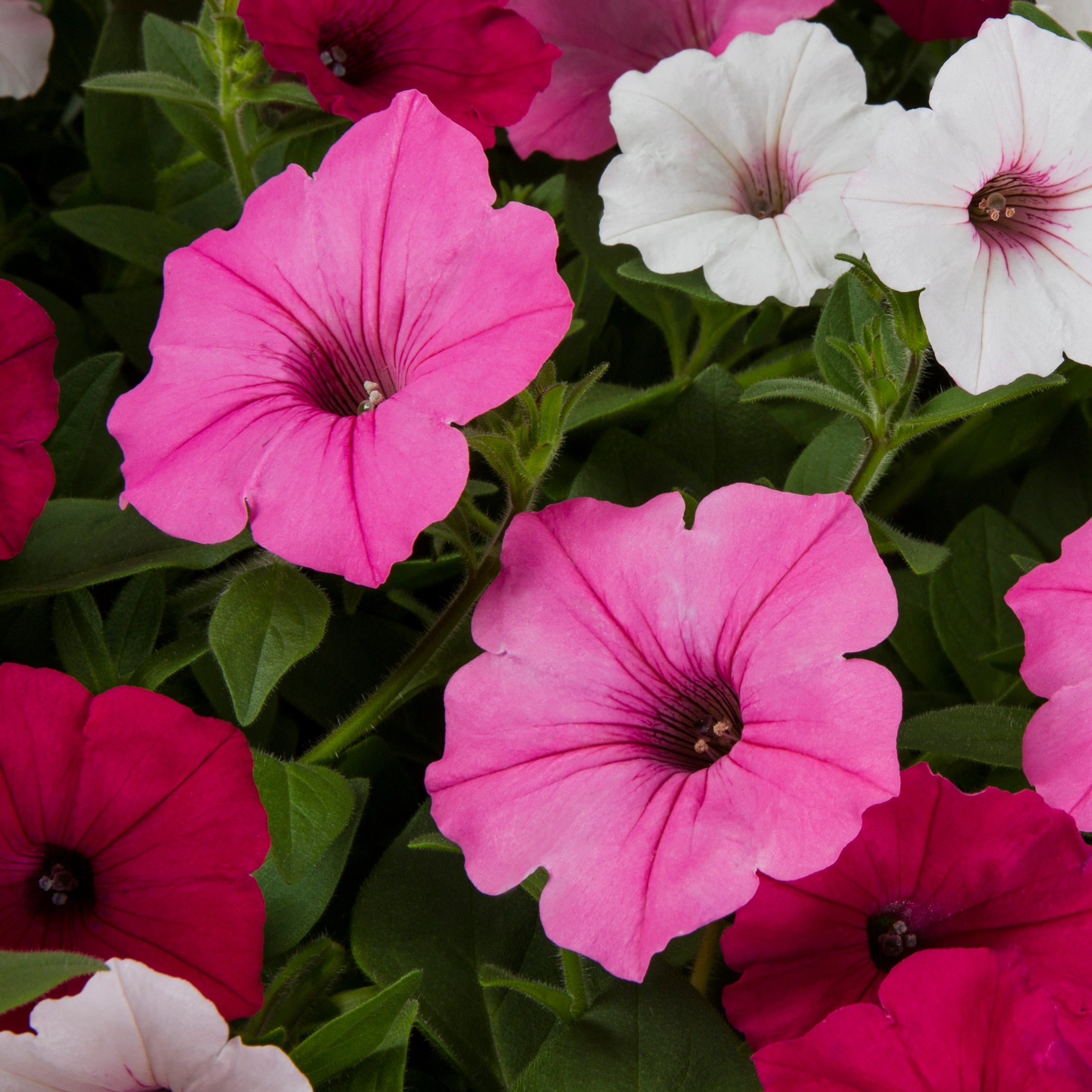 Lowe's NURSERY annuals - View #4