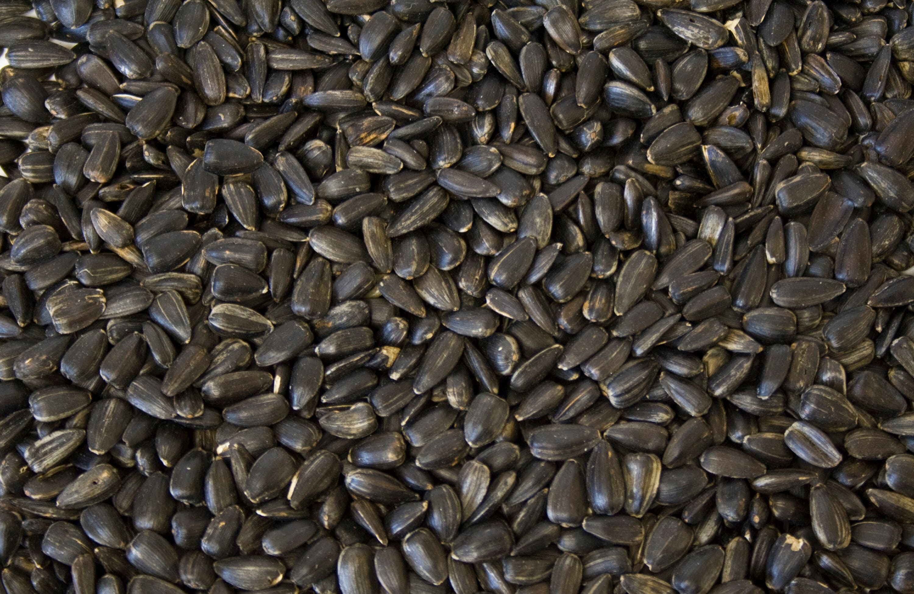 National Audubon Society Black Oil Sunflower Bird Seed 20-lb in the ...