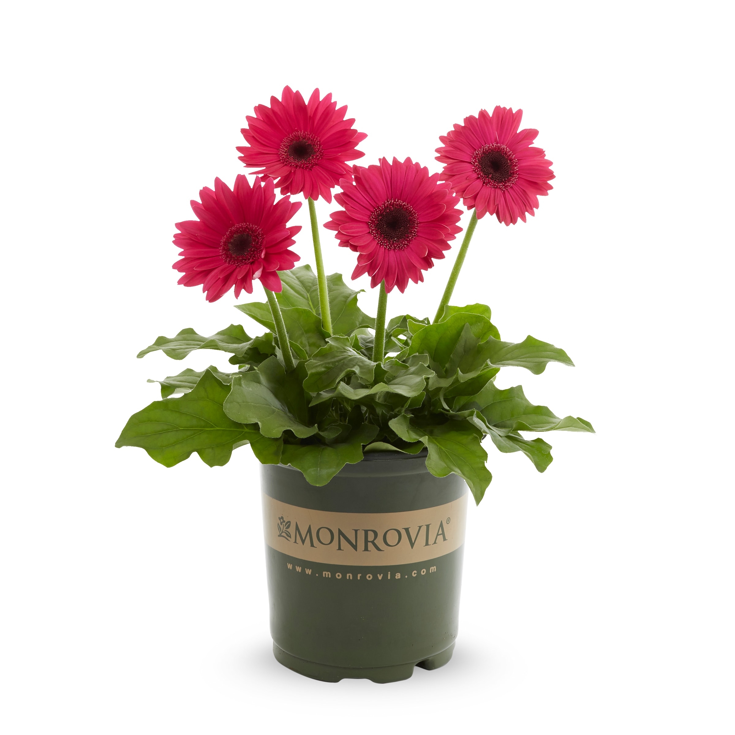 Monrovia NURSERY annuals - View #3