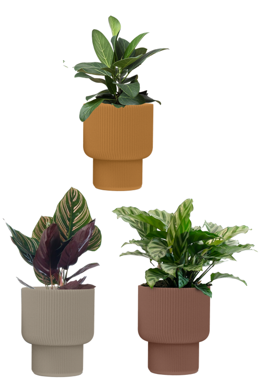LiveTrends ASB07722 TERRE House plant in 12 Ounce(s) Pot 1 -Pack