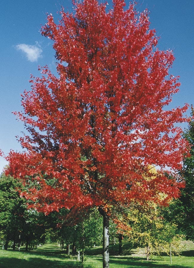  NURSERY 7.96-Gallon Yellow Shade Tree Autumn Blaze Maple In Pot (With Soil)