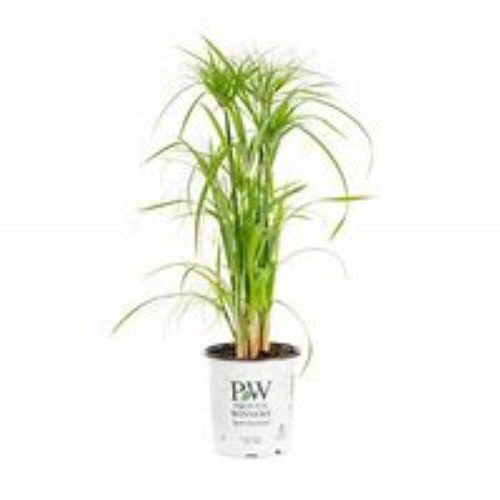 Lowe's NURSERY Green Papyrus in 2.5 Quart(s) Pot 1 -Pack