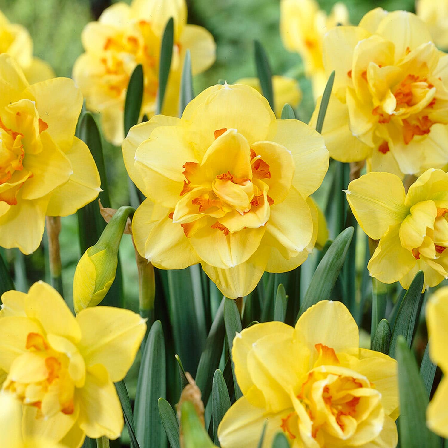 Garden State Bulb ECF-107-50-02 Multicolor Tahiti Double Daffodil Bulbs 50 Count