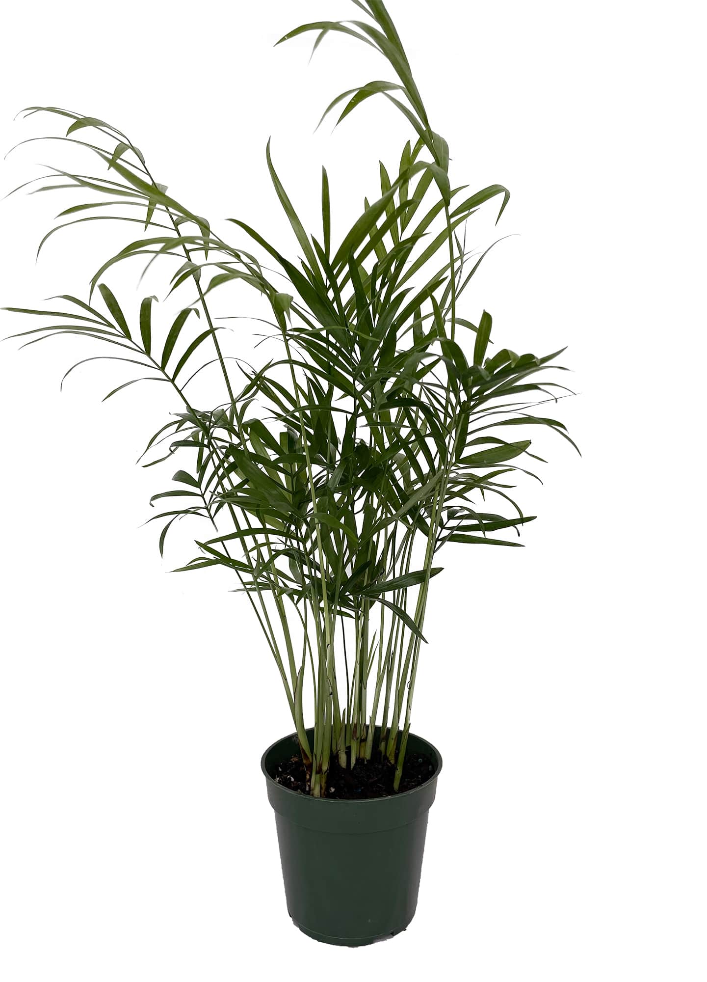 Hirt's Gardens 840344200151 Hirt's Parlor Palm - Chamaedorea Neanthe Bella - 4 inch Pot - Live Plant