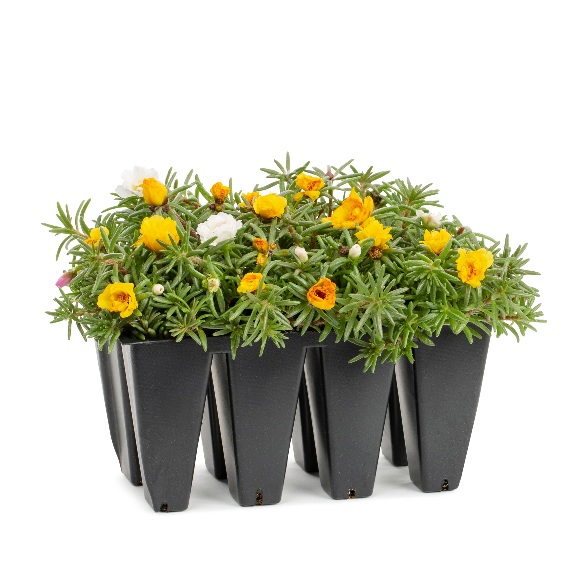 Lowe's NURSERY Multicolor Purslane in 8 -Pack Tray 8 -Pack