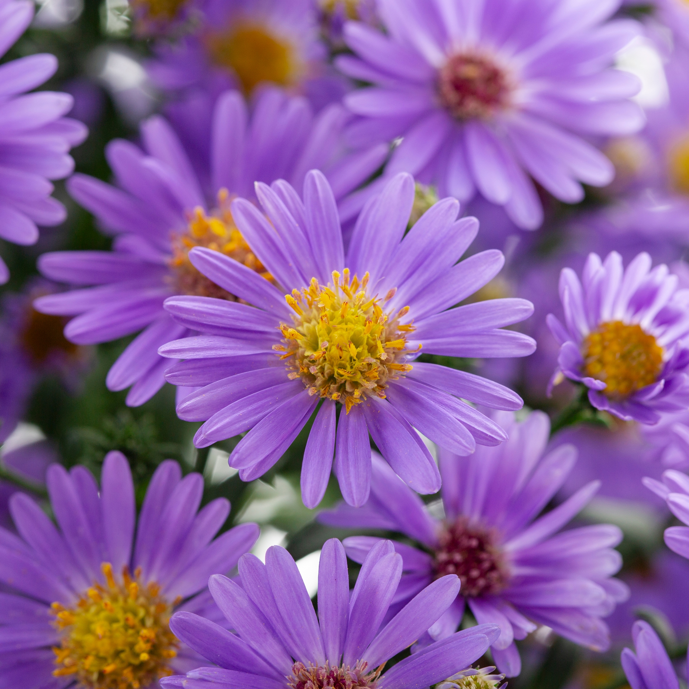 Lowe's NURSERY annuals - View #3
