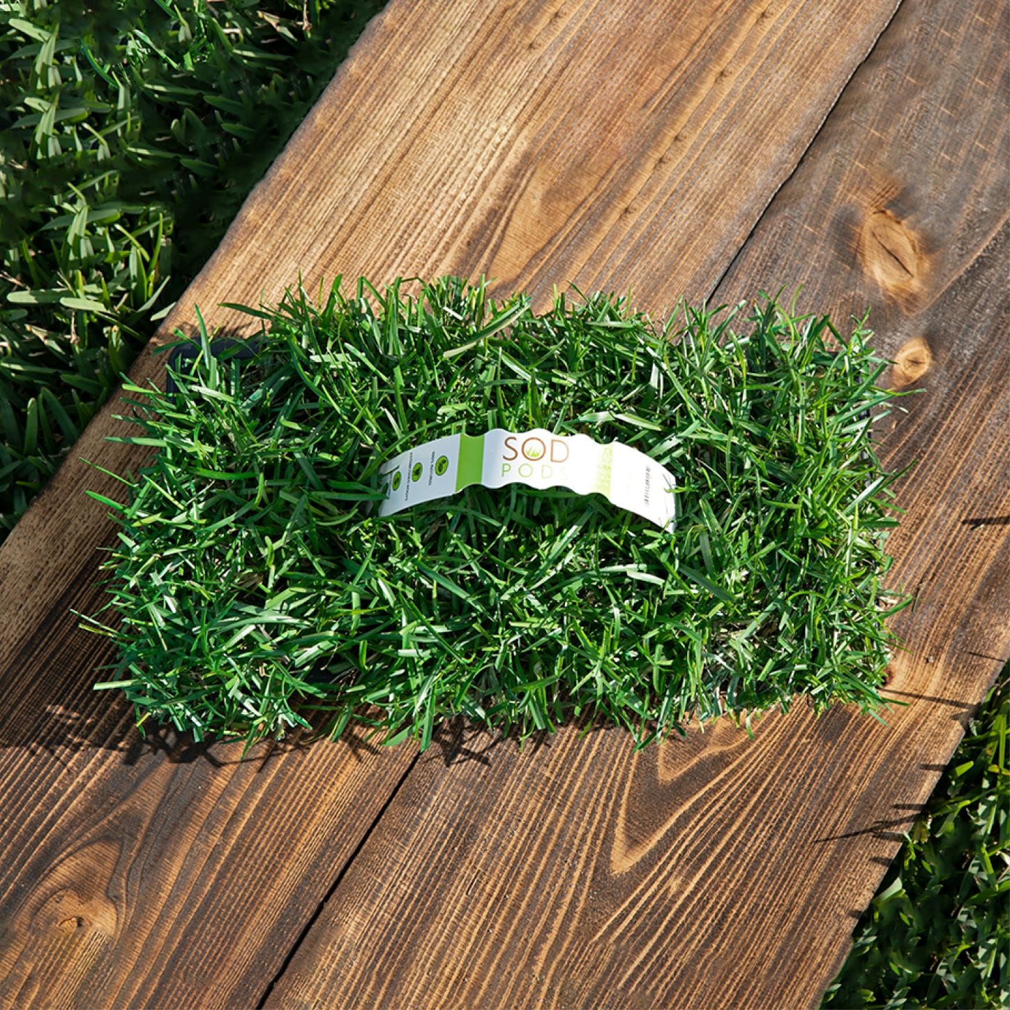 Bethel Farms BAUGT8CEN16NP sod - View #6