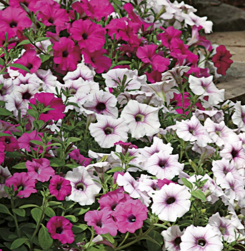 Lowe's NURSERY Multicolor Wave Series Petunia in 3 Quart(s) Pot