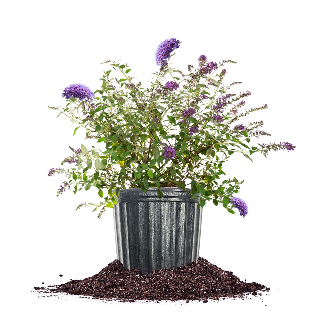 Perfect Plants LONNHOBUTERFLYBSH3G Lavender Nanho Blue Butterfly Bush Flowering Shrub in 3-Gallon Pot