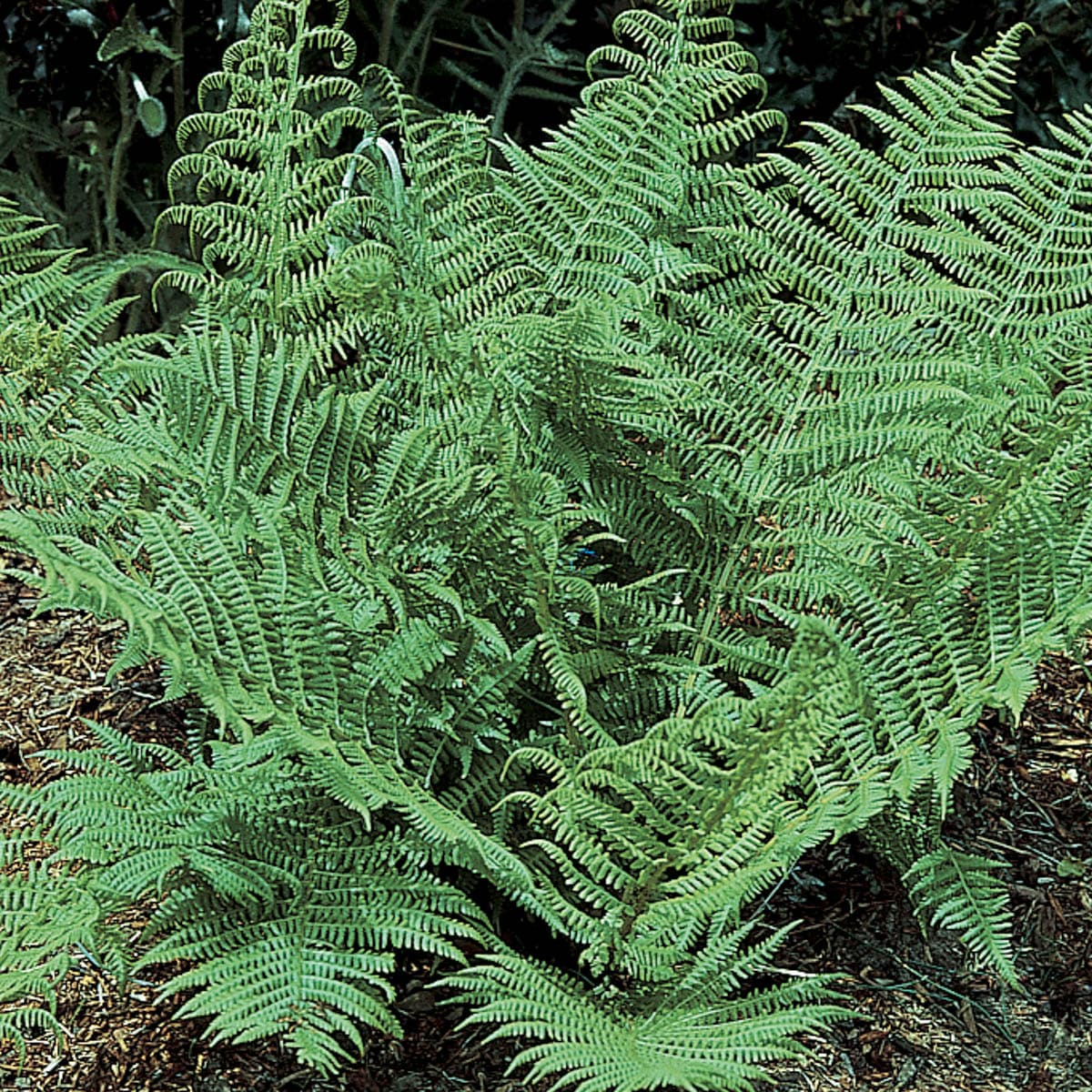 Toothed Wood Fern Perennial Plants Perennials at Lowes.com