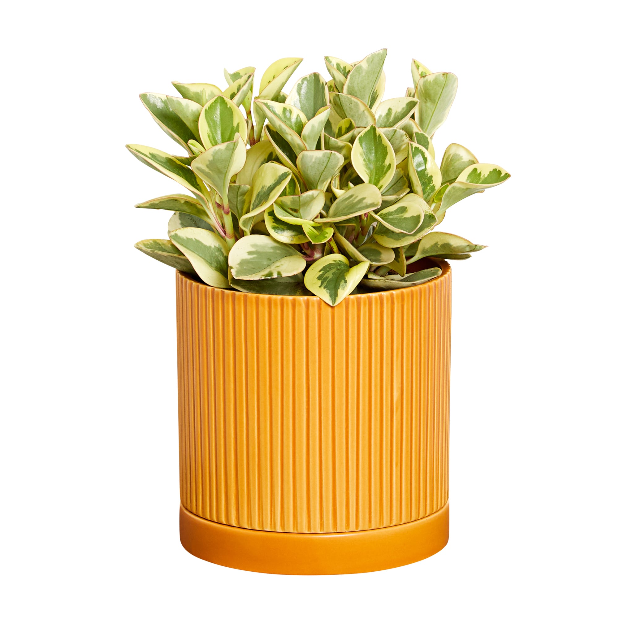 Greendigs VB21011 Peperomia Plant House plant in 5 Inch(es) Pot 1.0 -Pack