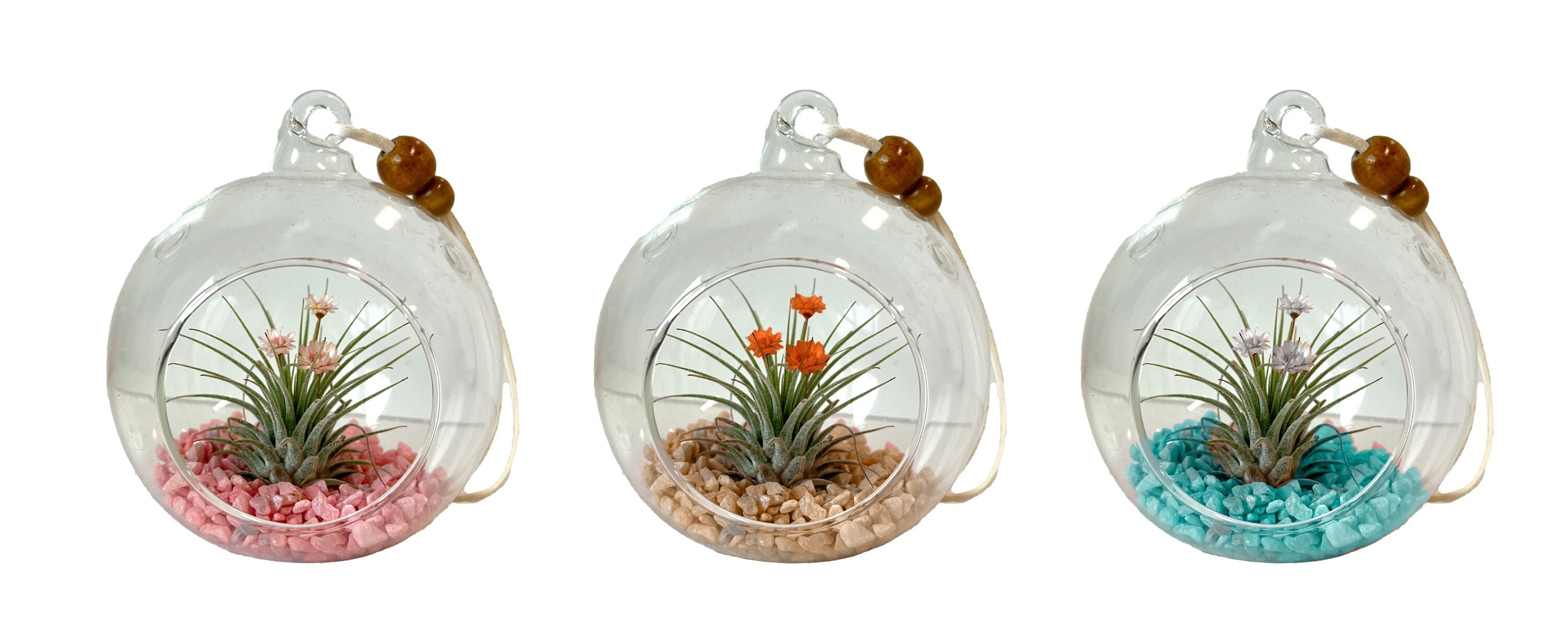 LiveTrends ASB06560 Glass Jewel House plant in 1 -Pack Terrarium 1 -Pack