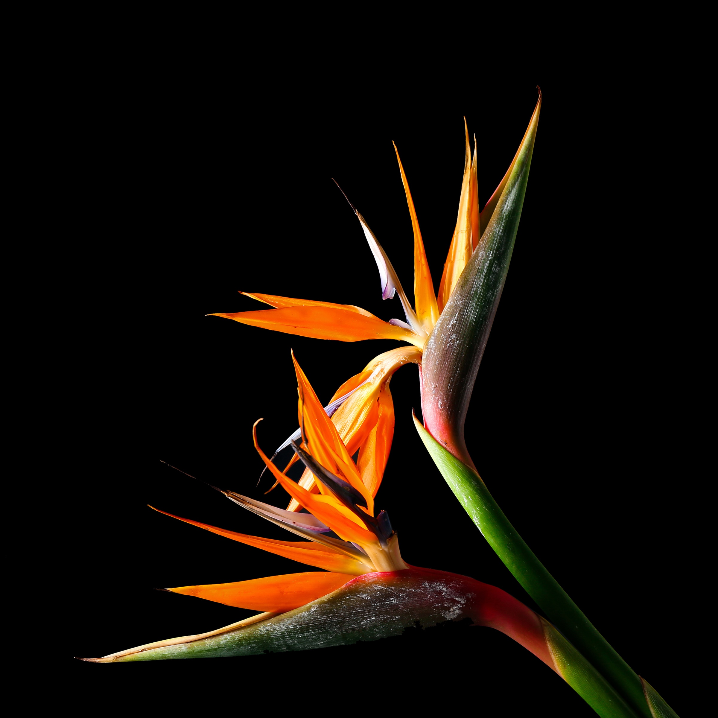 Lowe's Multicolor Strelitzia Bird Of Paradise Flowering Shrub in 6.5 ...