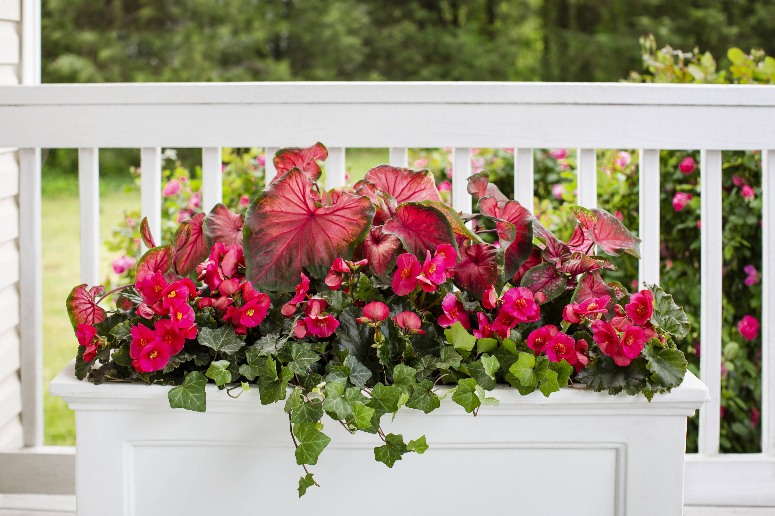 Monrovia 5010 annuals - View #4